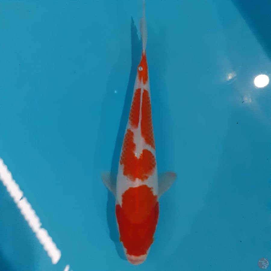 *KOHAKU//ML/25 CM*