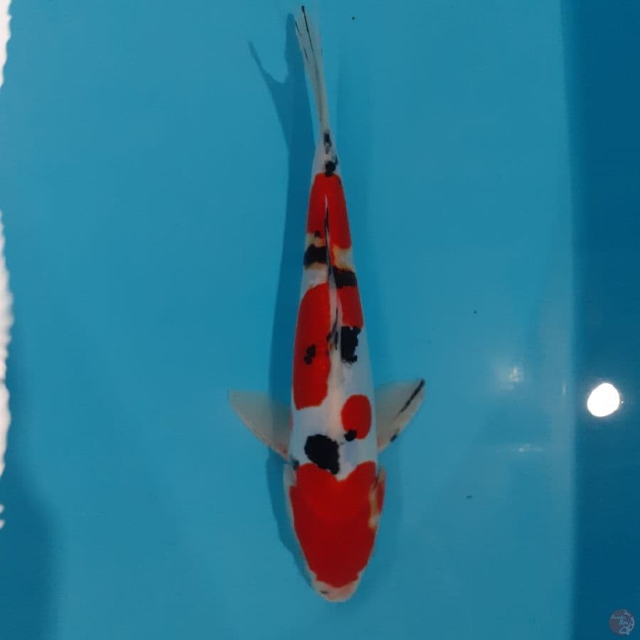 *SANKE DOITSU//FM/25 CM*