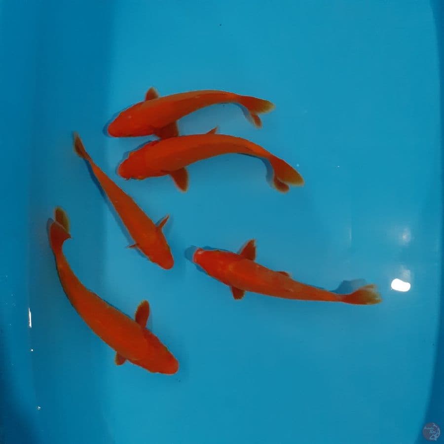*SUPER RED KARASHI//5 EKOR/17-21 CM