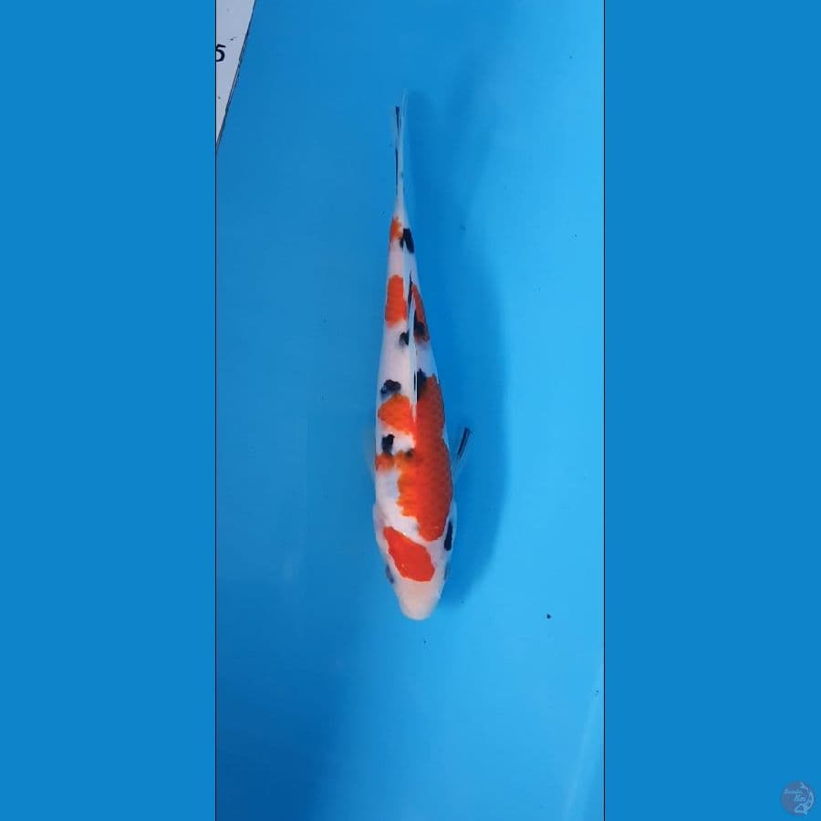 sanke 20Cm