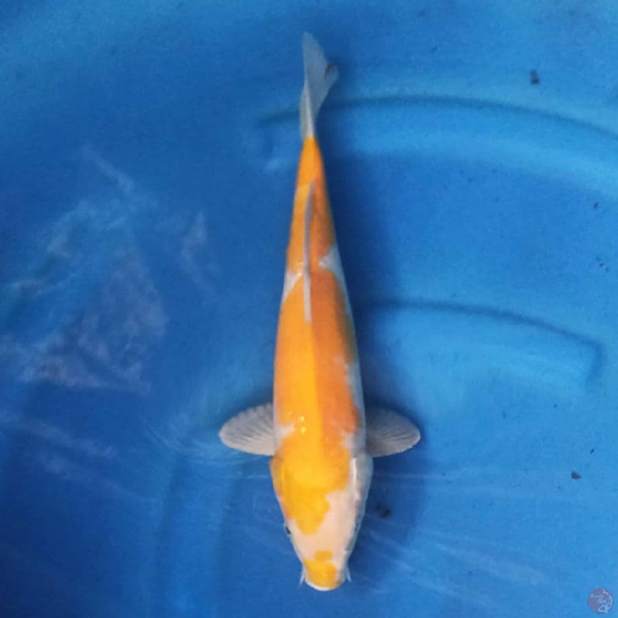 Karashi koyo F1 marudo 33cm