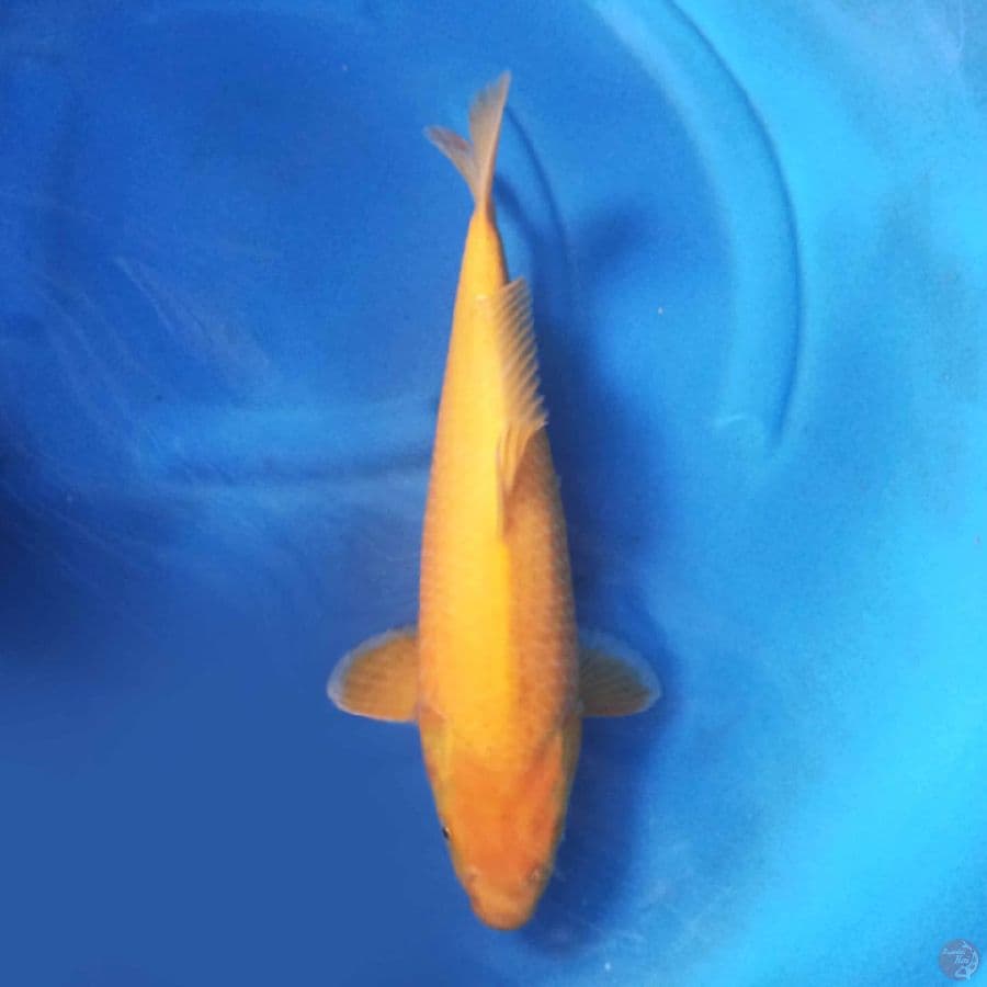 Karashi koyo F1 marudo 40cm