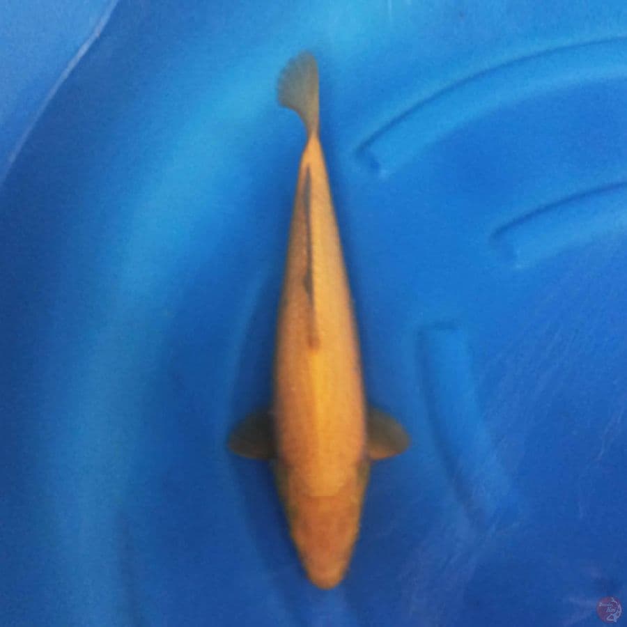 Karashi F1 marudo 40cm