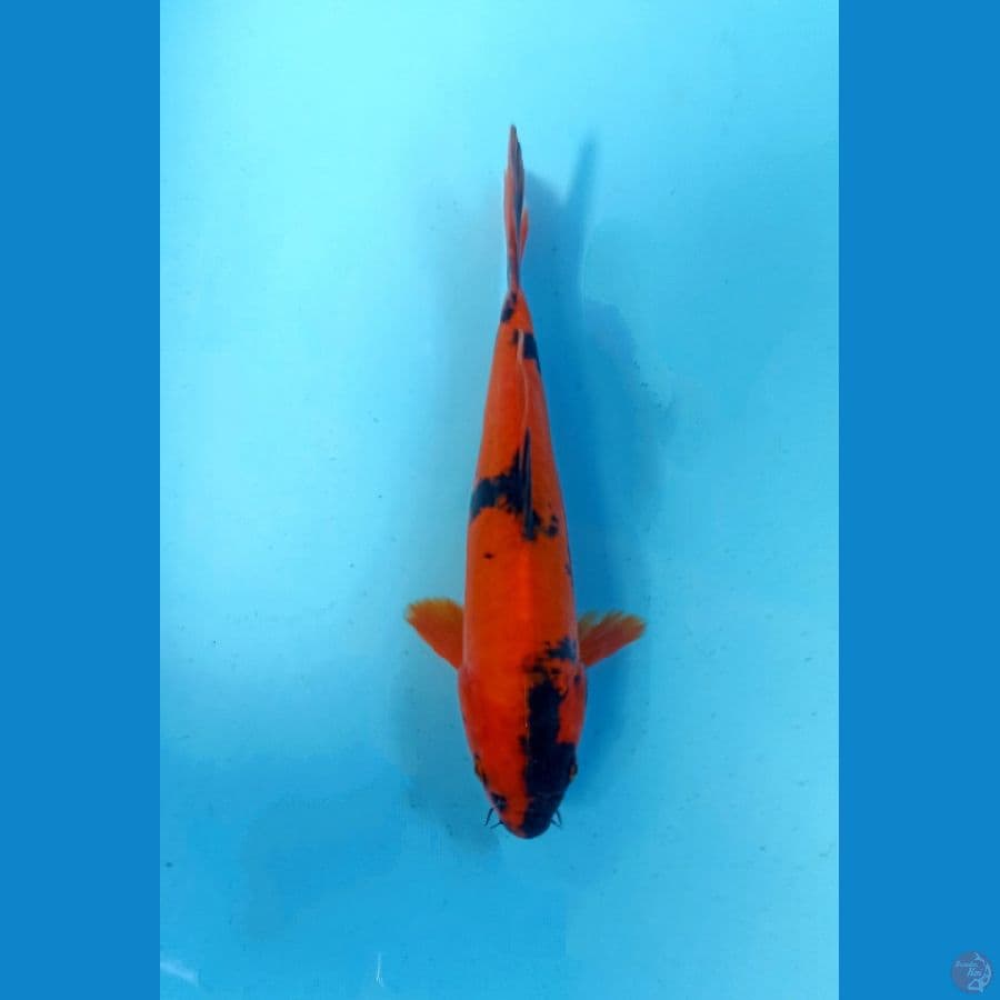 utsuri doit 23cm