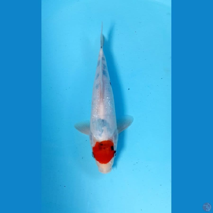 tancho 23cm
