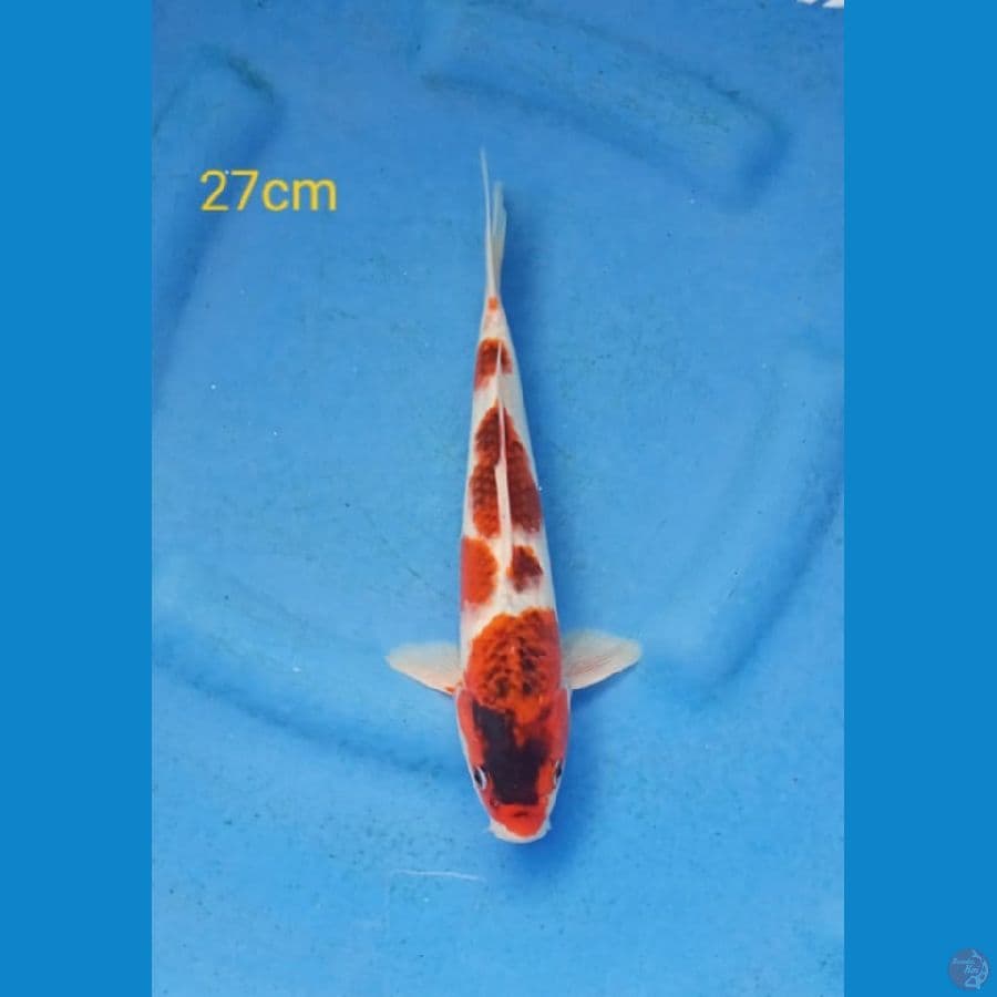 goromo 27cm