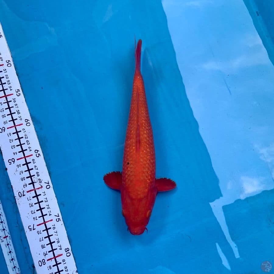 30Cm, Benigoi