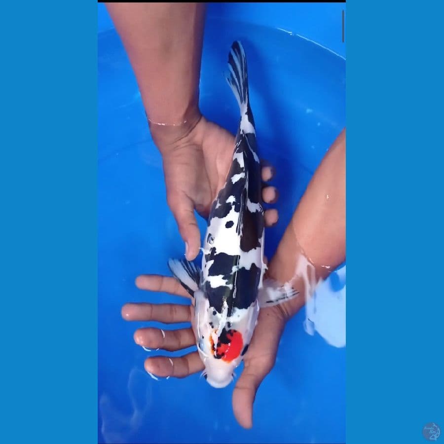 TC SHOWA DOITSU MURNI ~ 30 cm