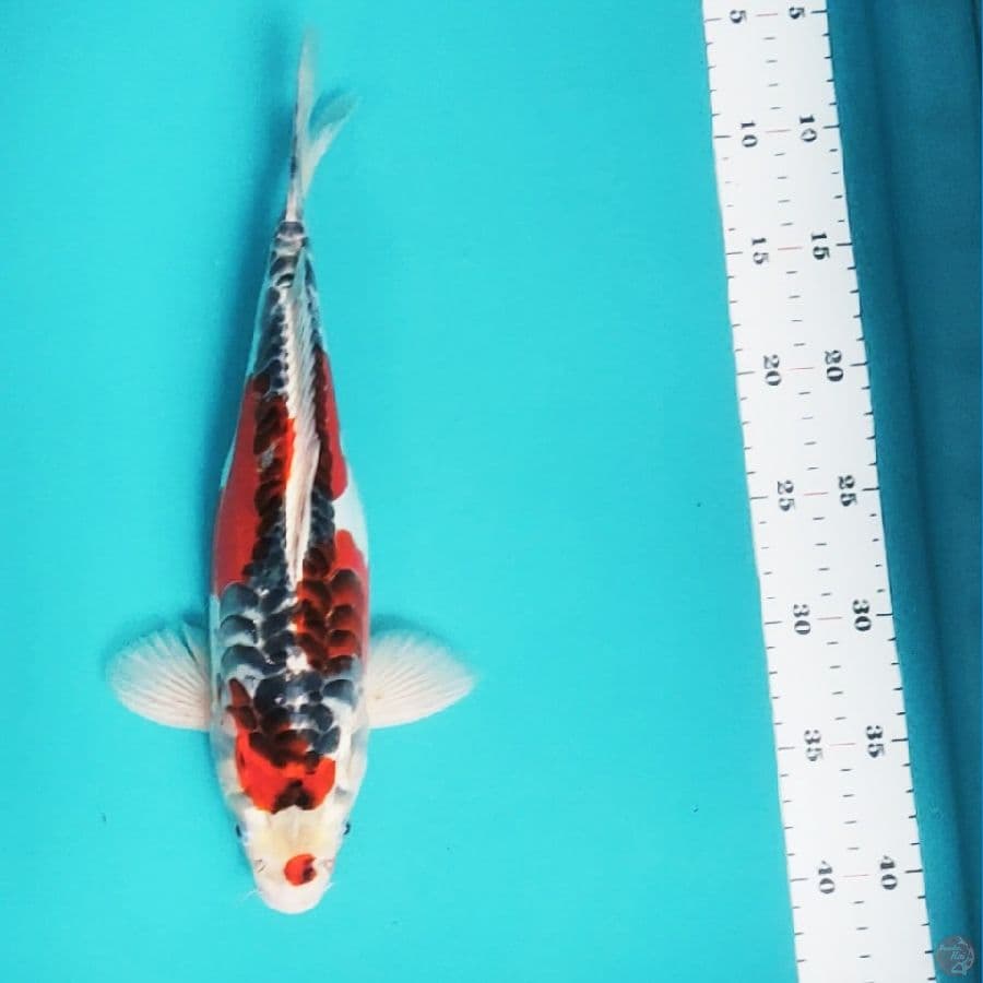 kujaku doit 34cm male