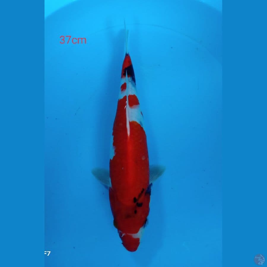 showa 37cm