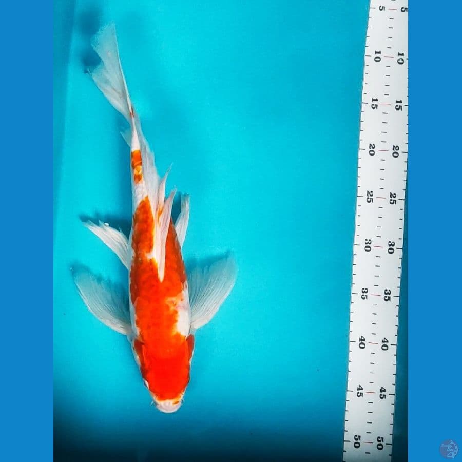 kumpay kohaku 38cm aragoke