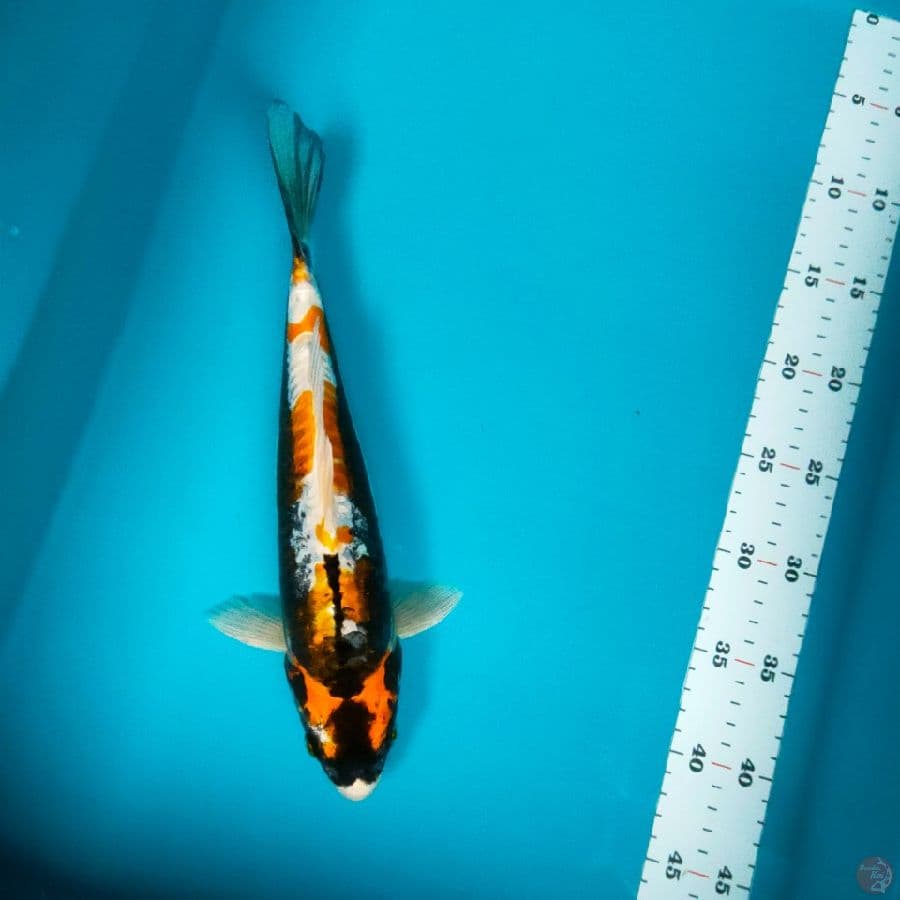 kabuto 31cm fm