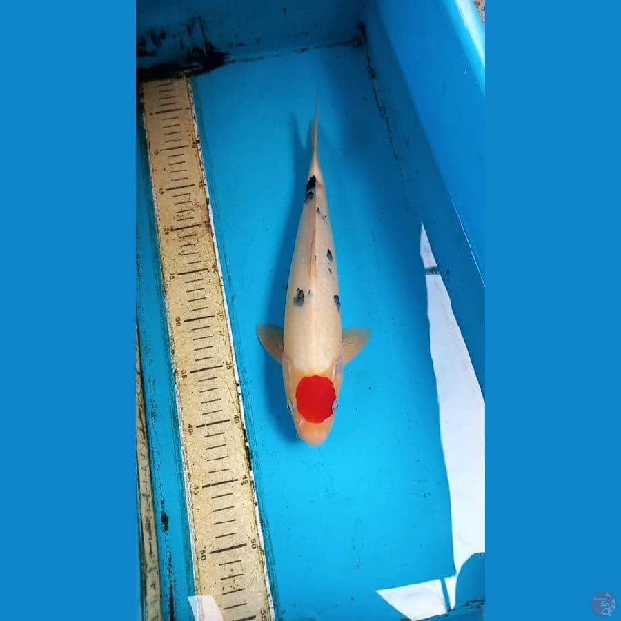 Tancho 35cm male