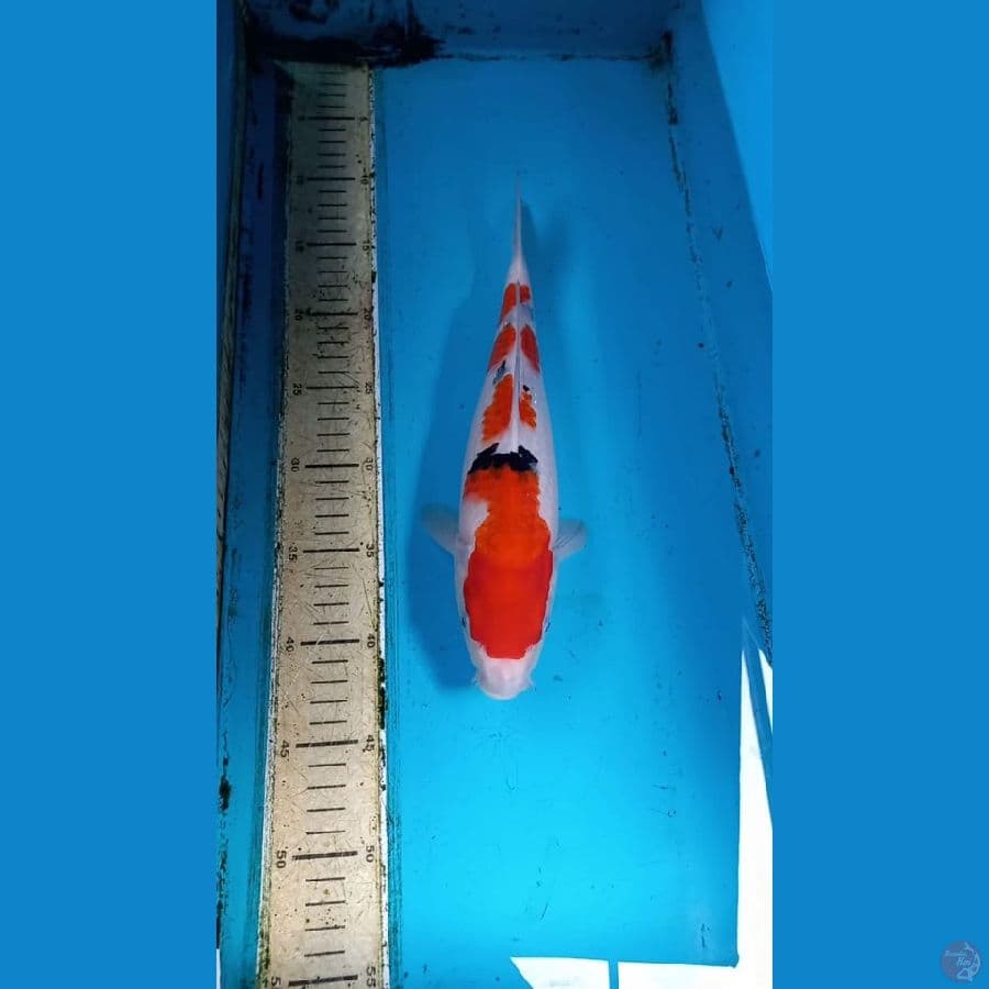 Sanke 32cm