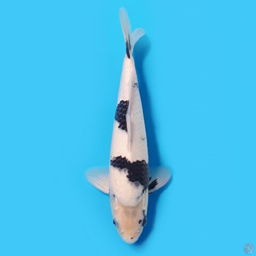 Shiro 32cm Berpunuk Male Super Tategoi Calon Bagus
