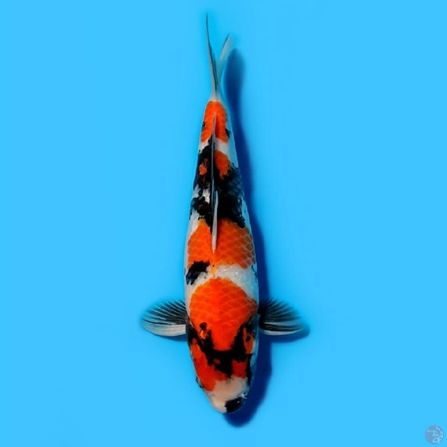 Kindai Showa 32cm Male
