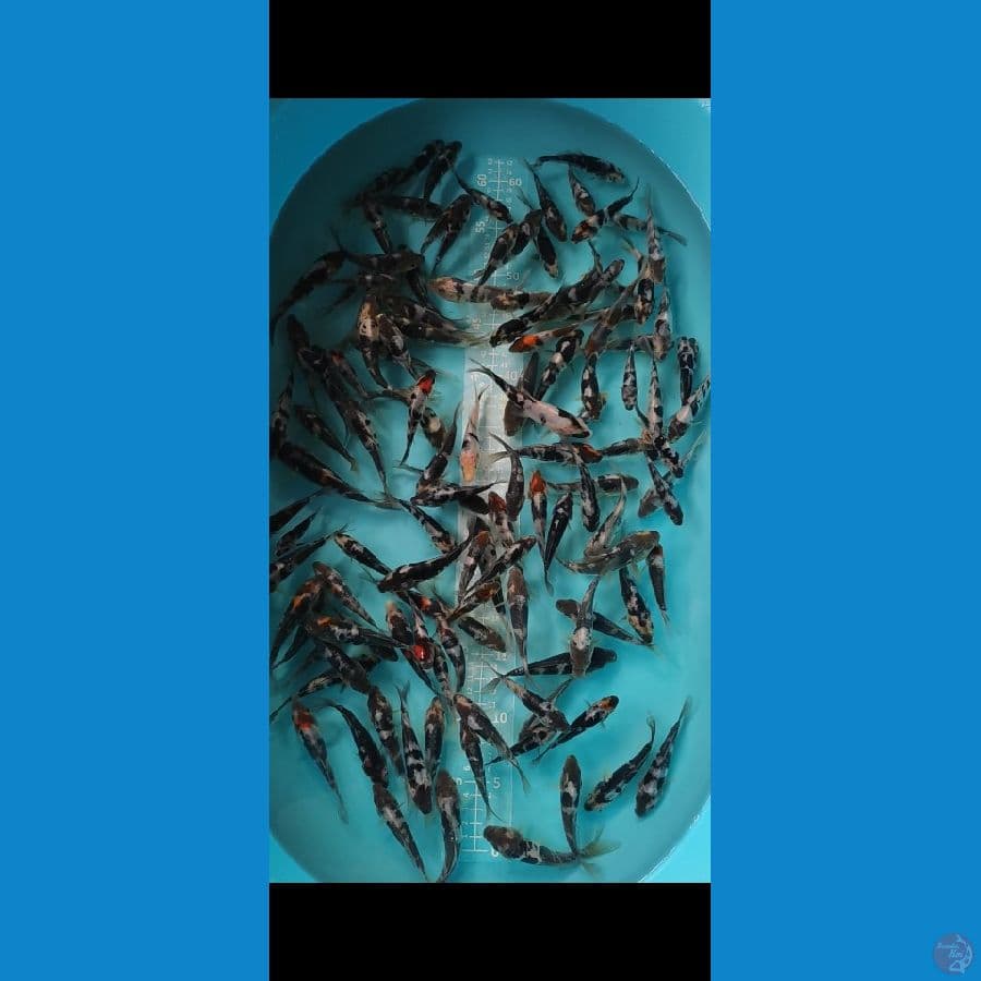 DOITSU SHOWA SHIRO Hitam Pekat 100pcs
