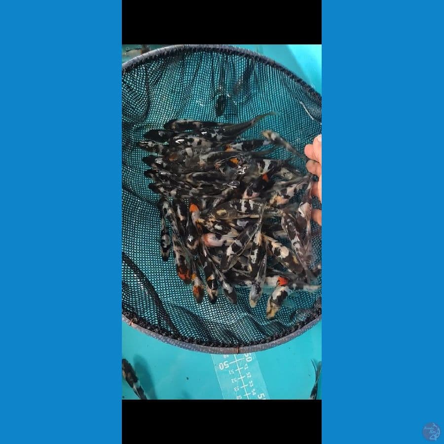 DOITSU SHOWA SHIRO Hitam Pekat 100pcs