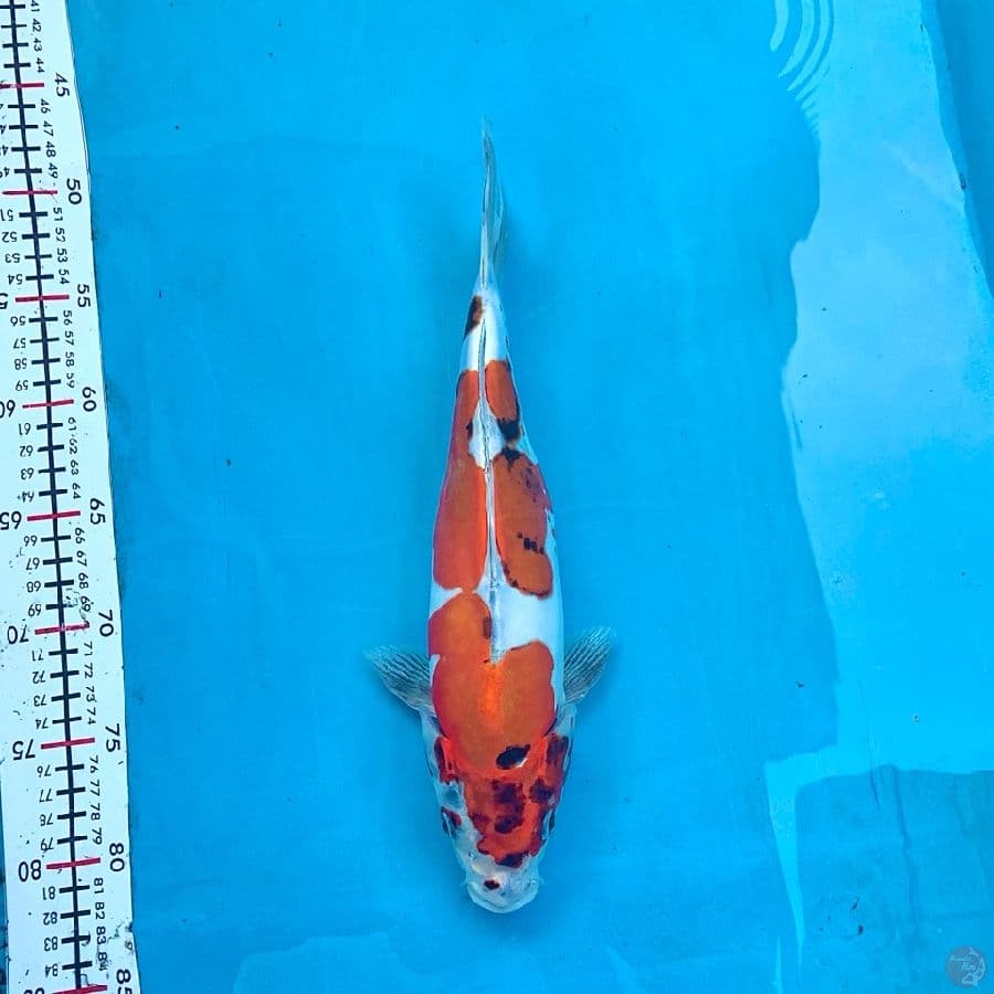 32Cm, Benikikoryu HQ
