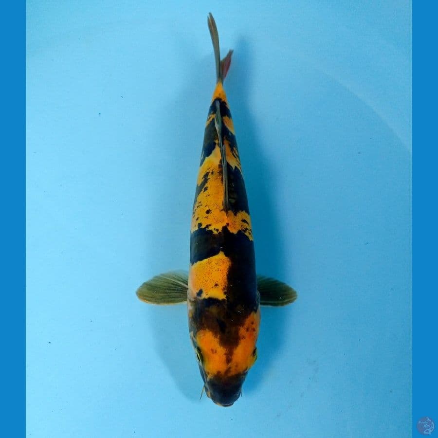 ki utsuri doit 23cm