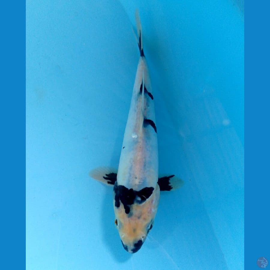 tategoi shiro doit 17cm