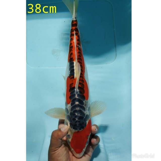 Goshiki doitshu merah