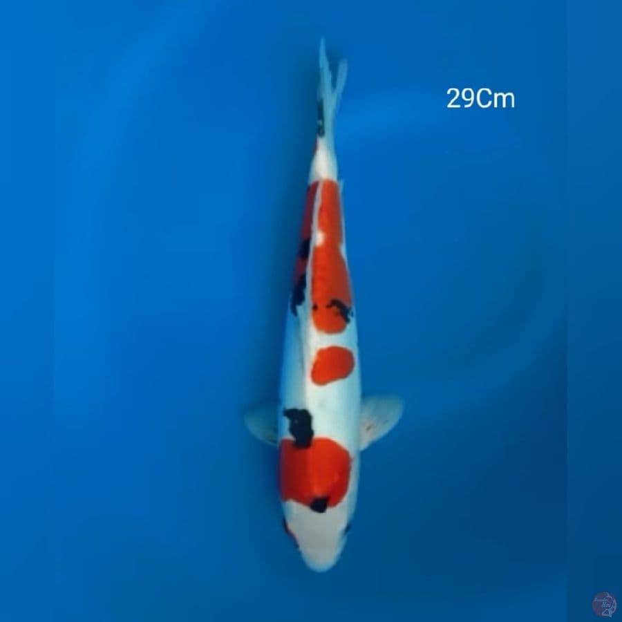 Sanke Doitsu 29Cm