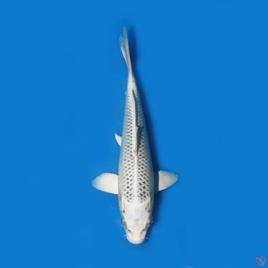 gin matsuba sq 20cm
