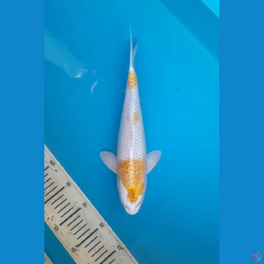Hariwake 35cm /M