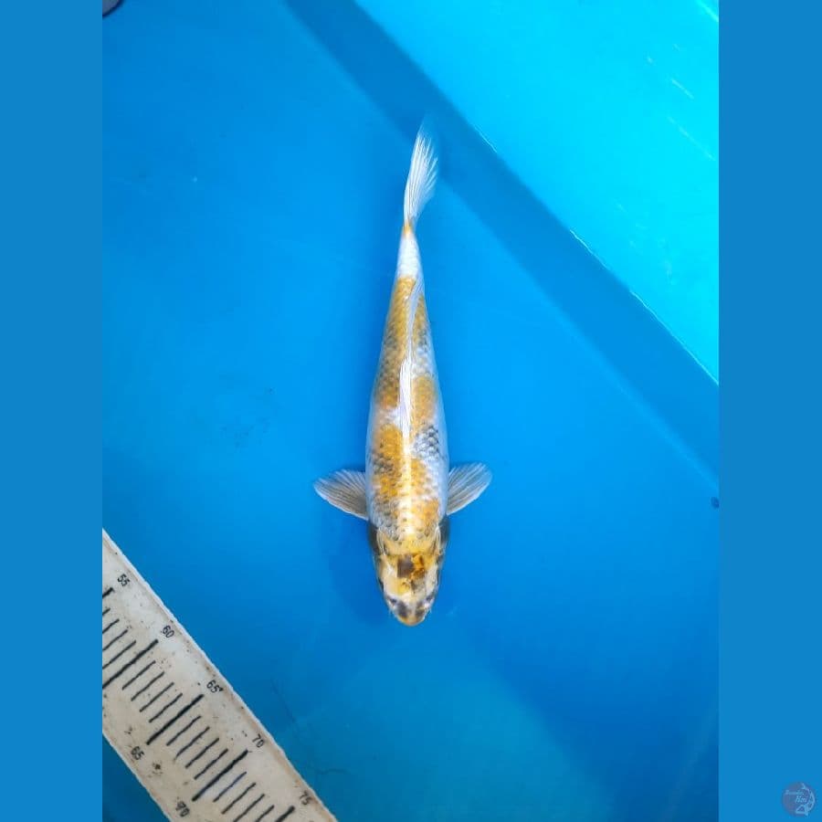 Kin Kishowa 39cm /F