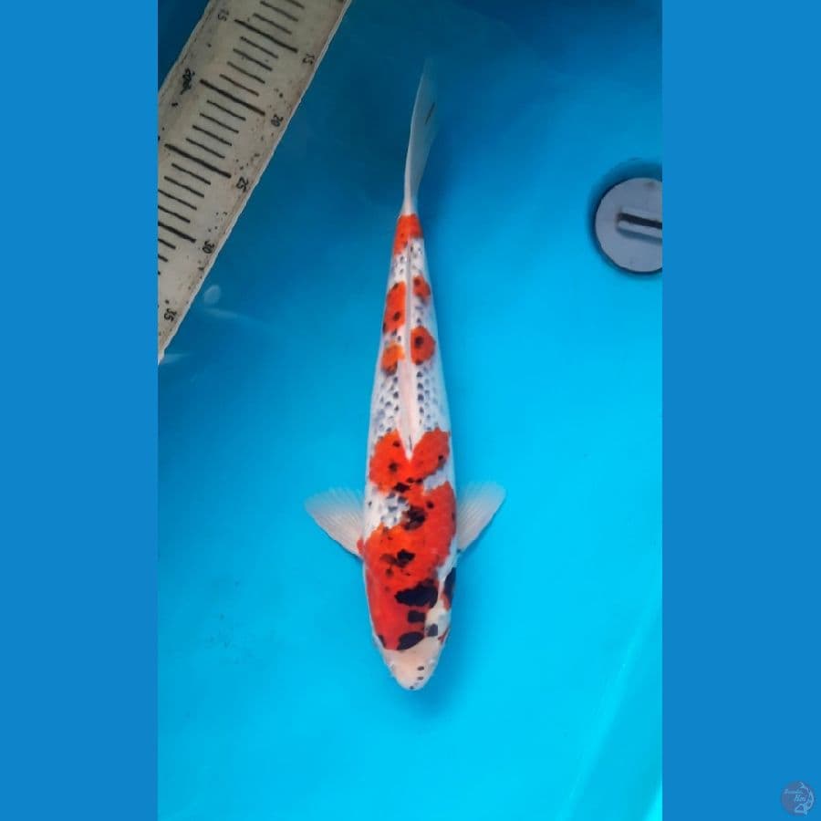 Goshiki 43cm /F