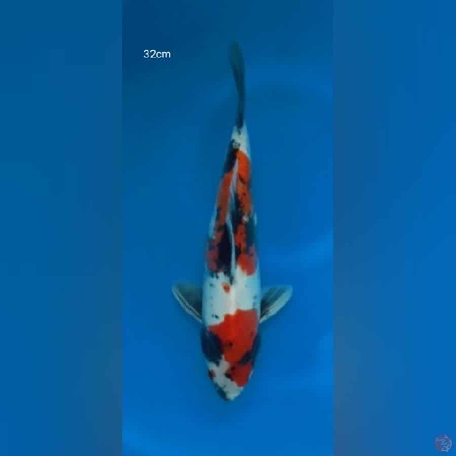 Showa Doitsu 32Cm