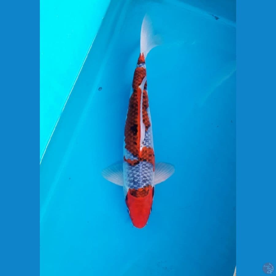 GP Goshiki 39cm /M