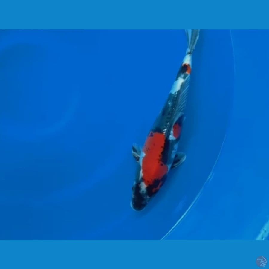 Showa Doitsu 35Cm