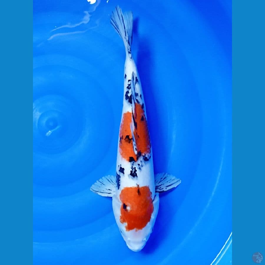 45 cm SANKE