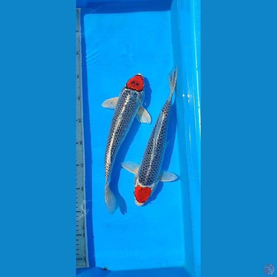 TC gosiki, kojaku,, 30 cm, 2 pcs