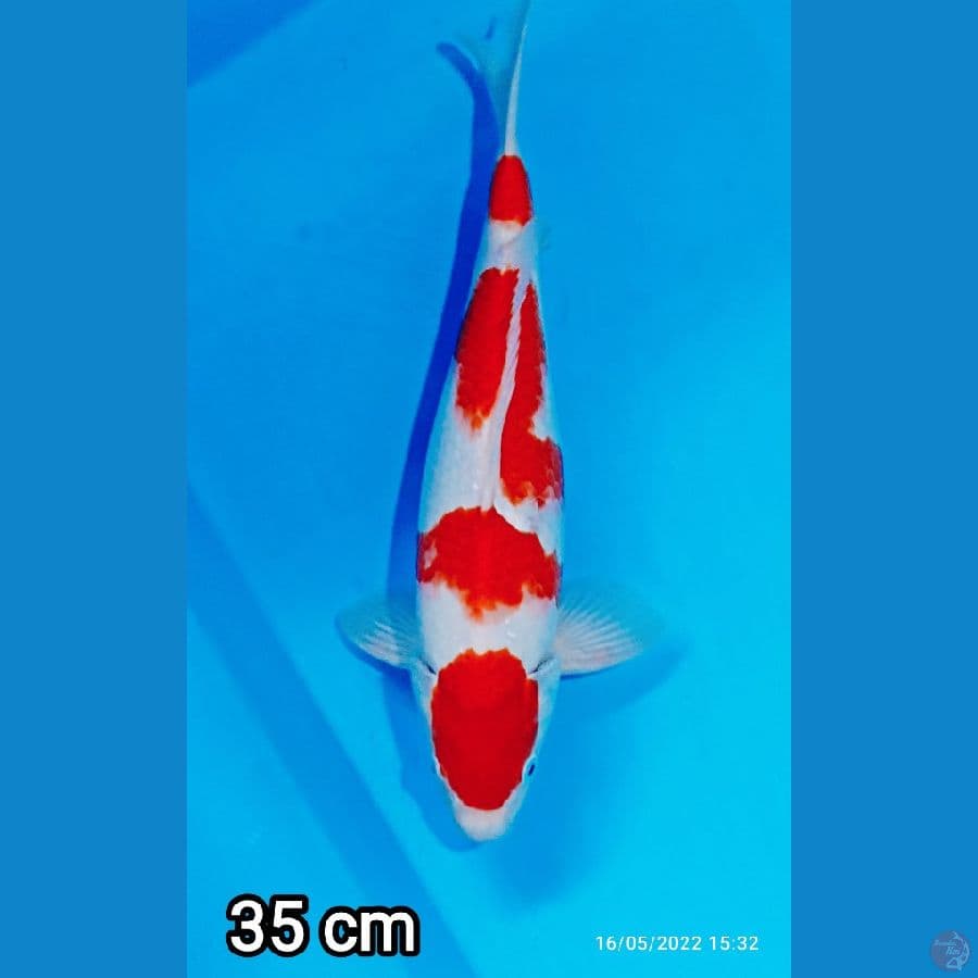kohaku 35 cm