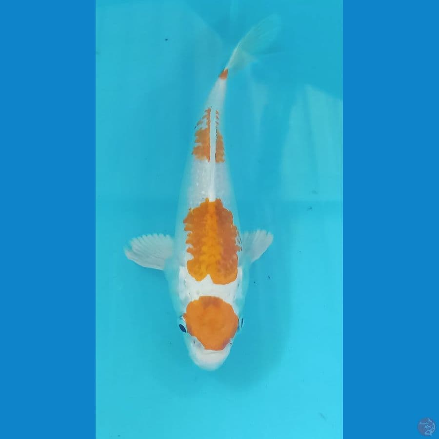 kujaku maruten 20 cm