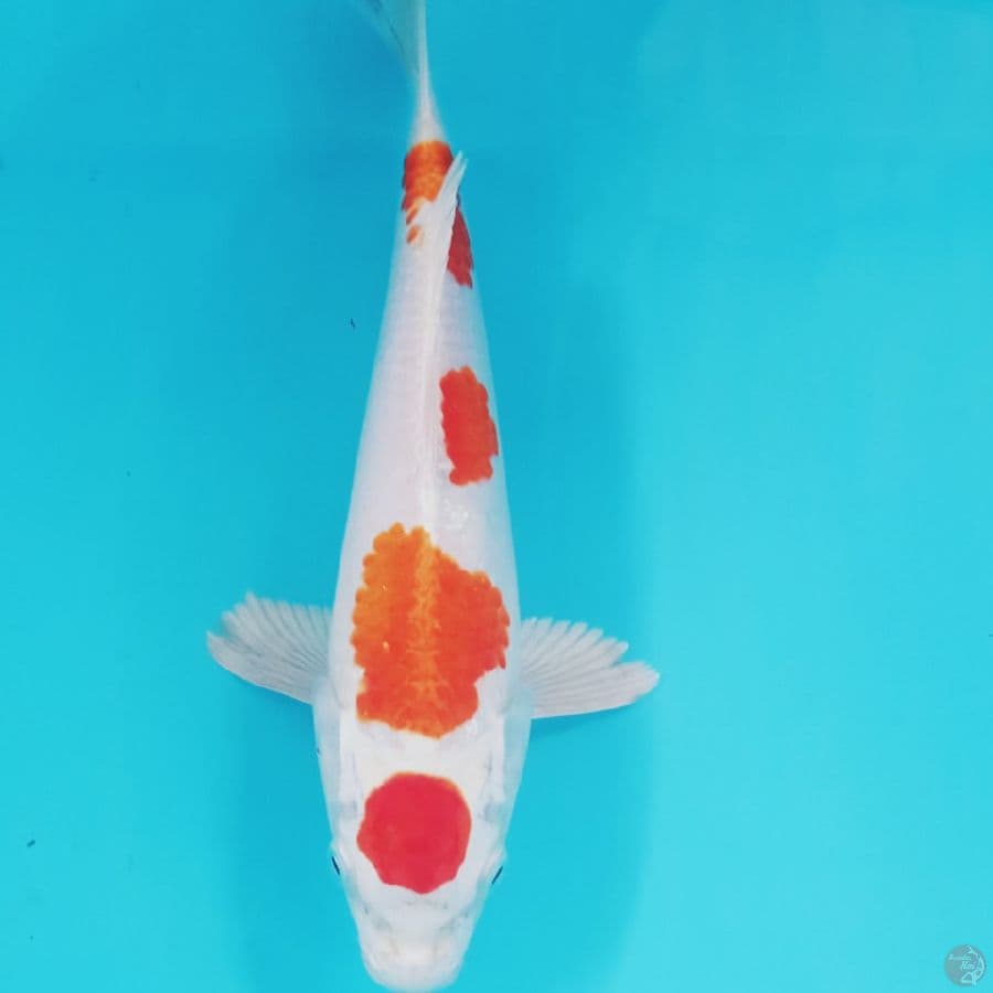 kujaku 30 cm bu female