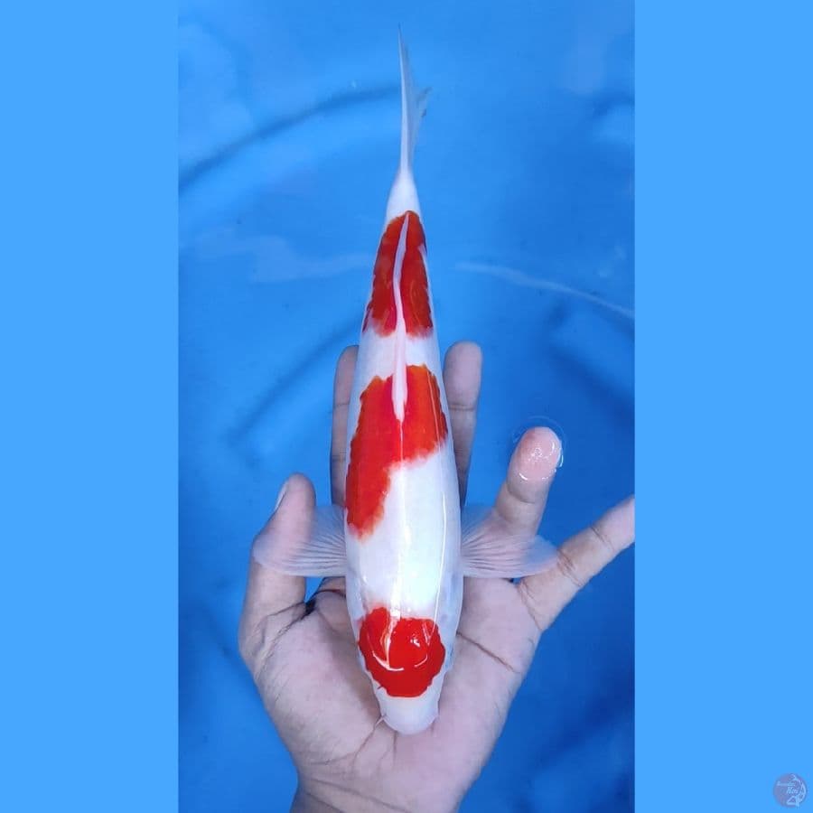 28CM # MARUTEN MALE