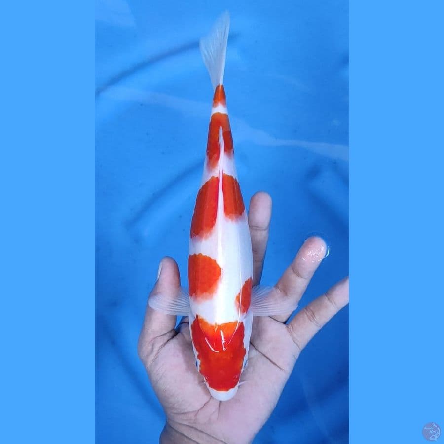 27CM # 5 STEP KOHAKU