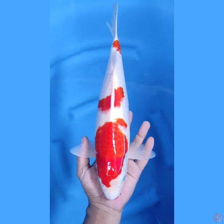 37CM # KOHAKU SKIN HALUS