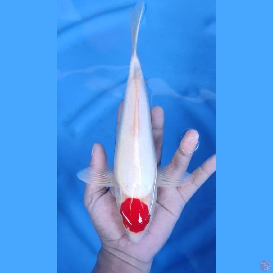 28CM # TANCHO KOHAKU MALE