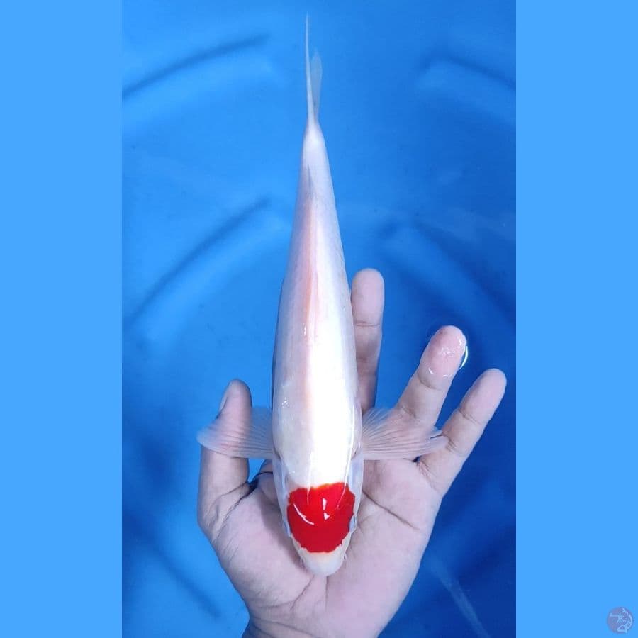 27CM # MALE TANCHO KOHAKU ORI