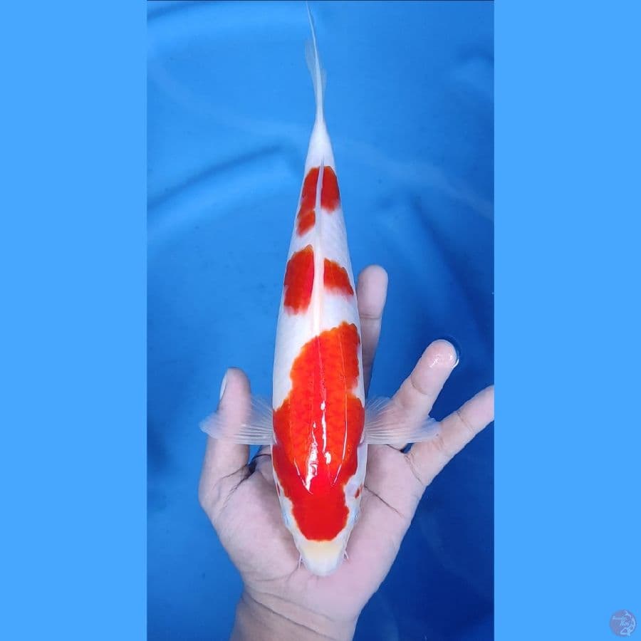 30CM # 3 STEP KOHAKU MALE