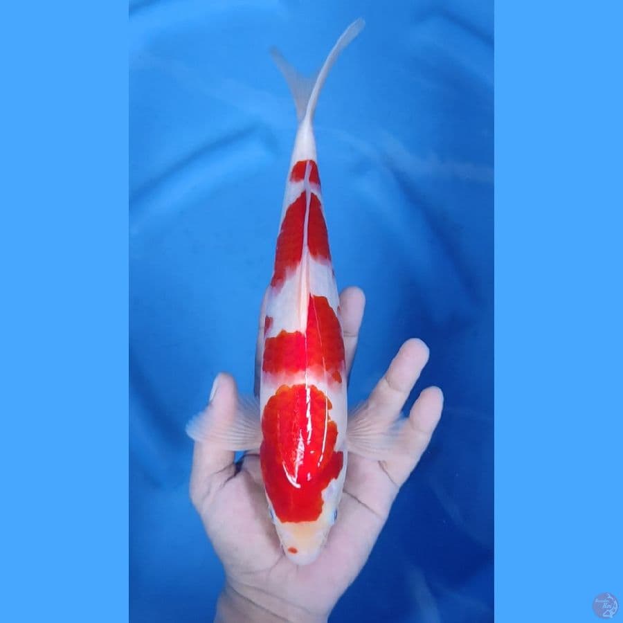 30CM # KOHAKU STRONGG MALE