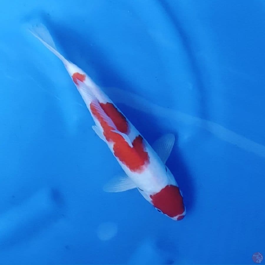 30CM # KUCIBENI MARUTEN MALE