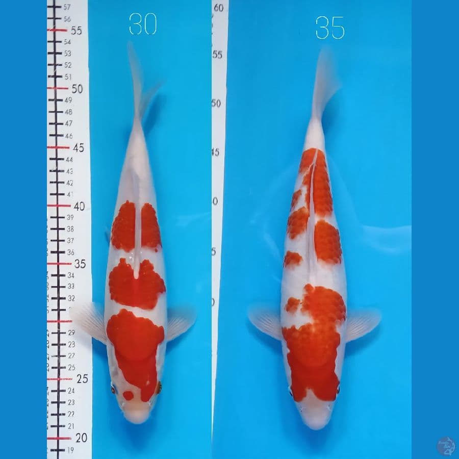 kohaku fml