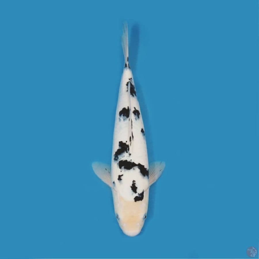 bekko SQ 35cm