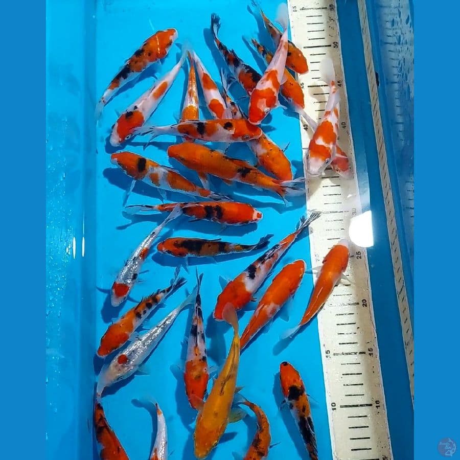 MIX KOHAKU SANKE 10-15 CM 30 EKR